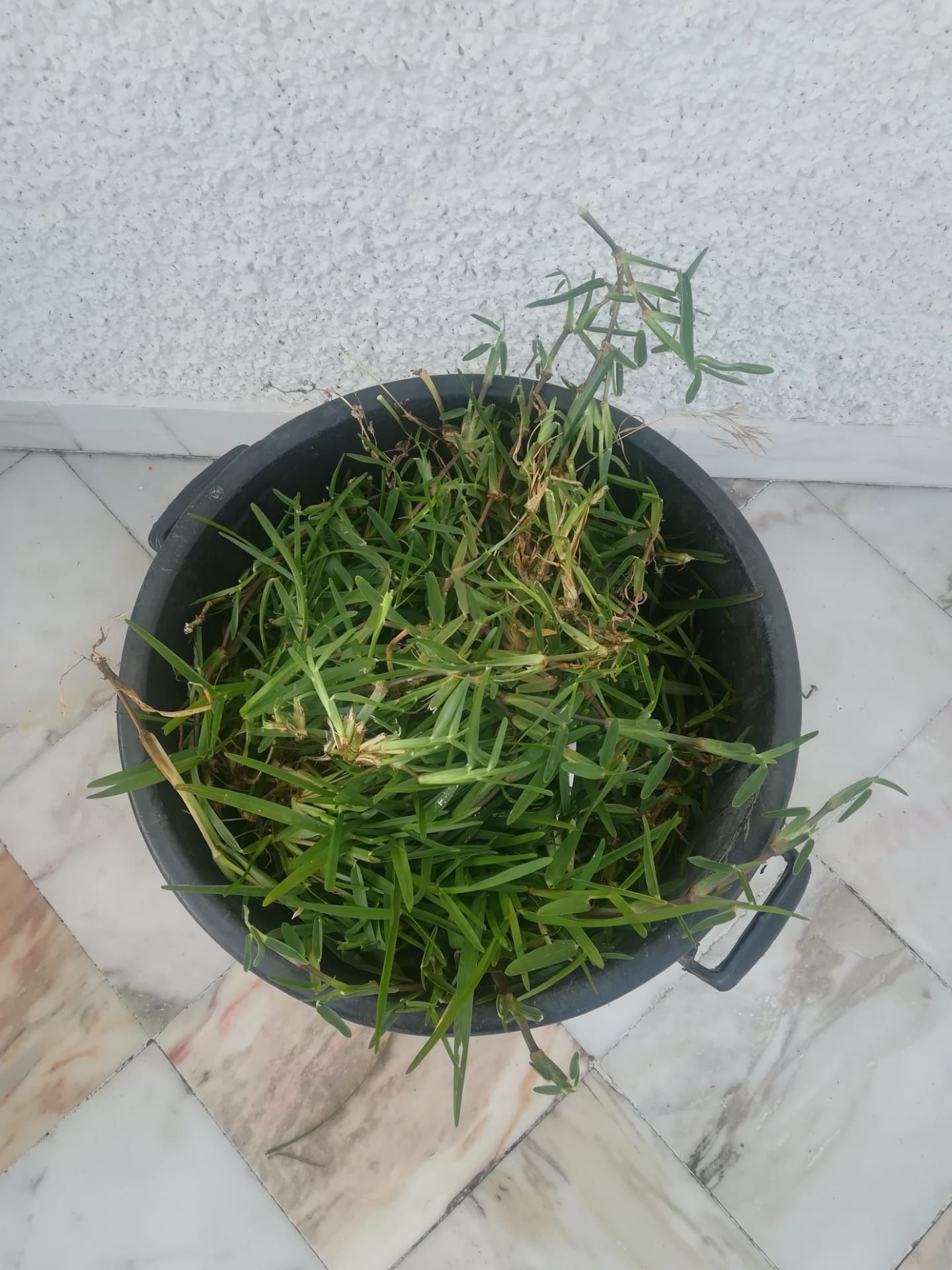 Relva escalracho pronta a plantar, 150 pés
