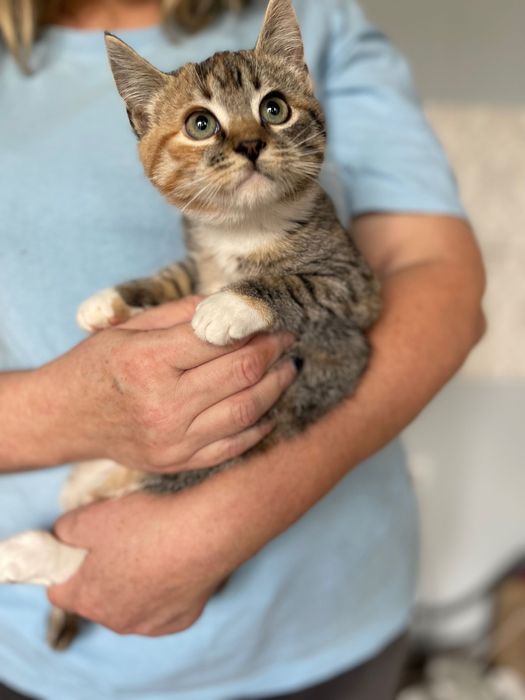 Котята котики отдам котенок девочка