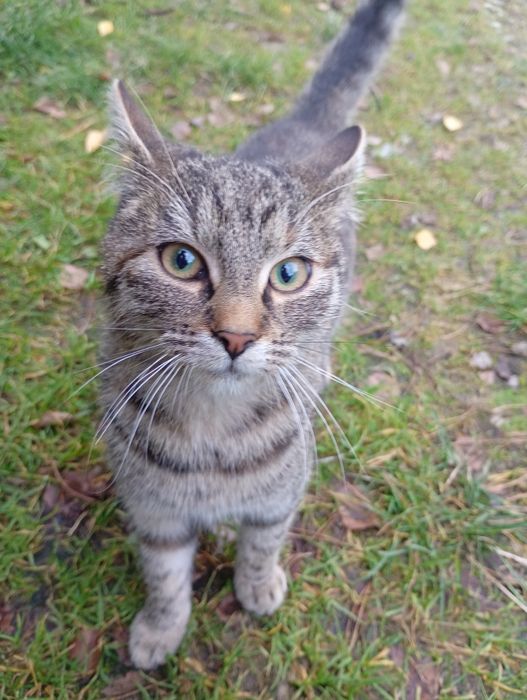 Oddam  wyrzucone kotki