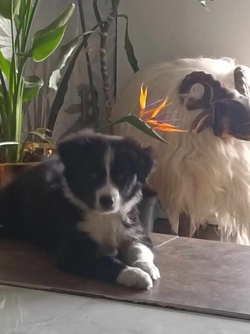 Piesek Border collie