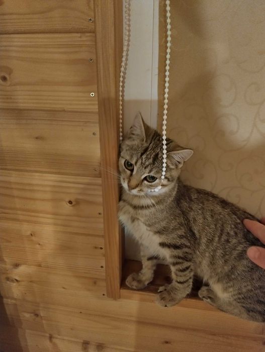 Віддамо грайливу, здорову кішку Мишку