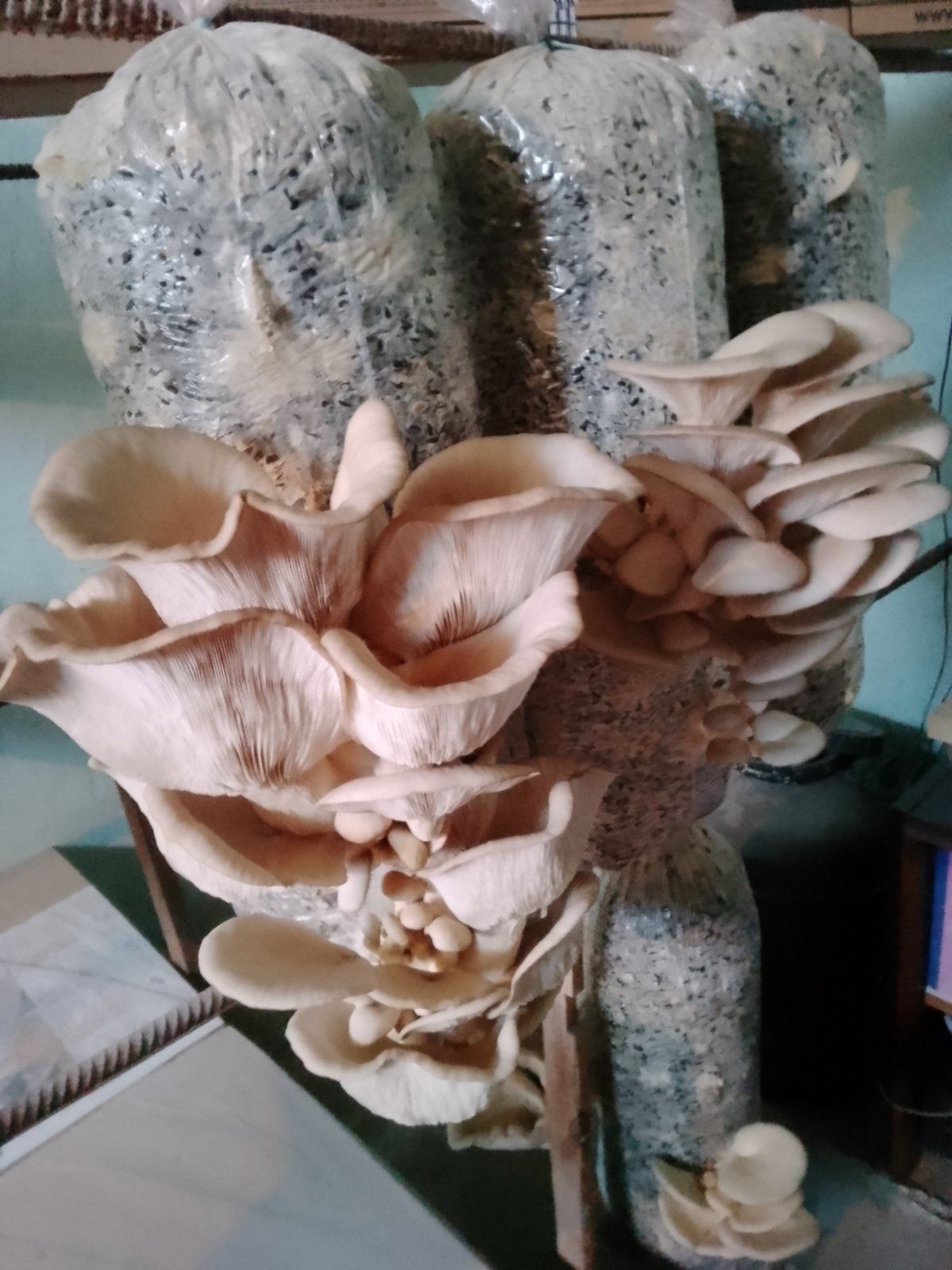 Мицелий гриба Вешенки