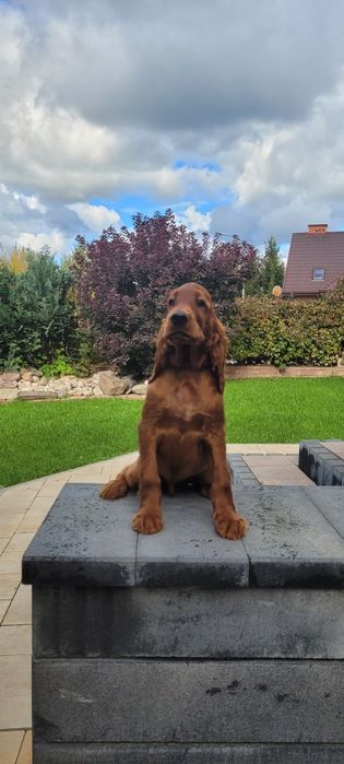 Seter irlandzki suczka FCI