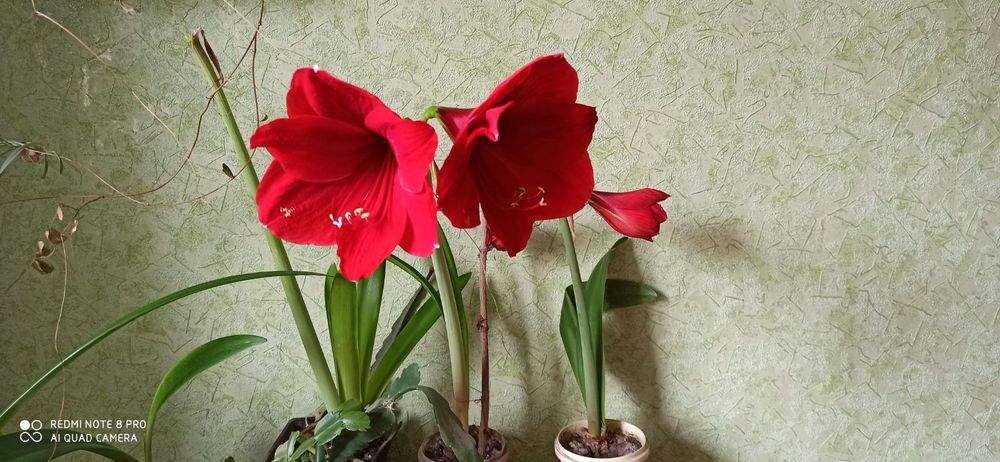 Гіпеаструм червоний та білий