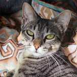 Gato macho para adoção