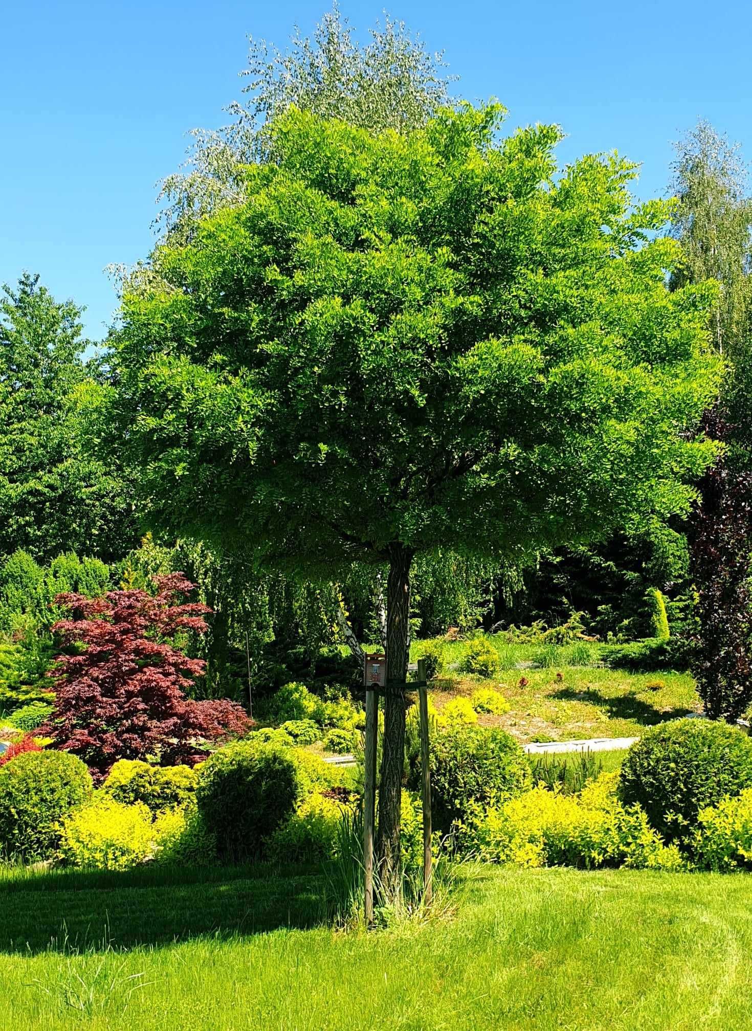 Robinia umbraculifera hispida