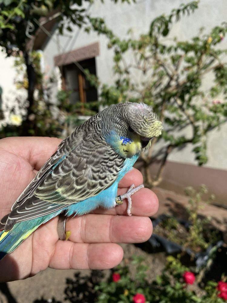 Periquito domesticado com gaiola exclusividade