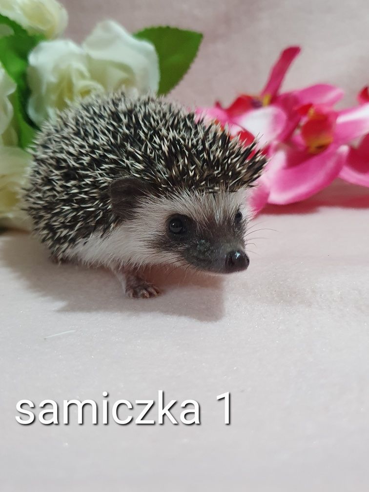 Jeż pigmejski jez afrykański