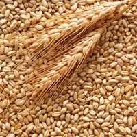 Пшениця ячмінь кукурудза