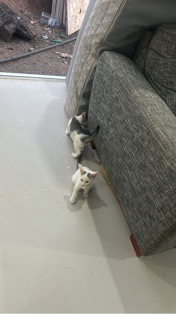 Gatinhos pra adoçao