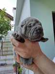 Sharpei azul cinza para reserva