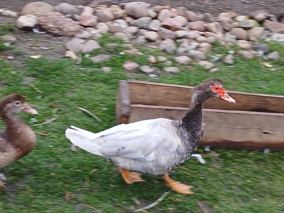 Kaczki piżmowe czekoladowe czarne liliowe niebieskie