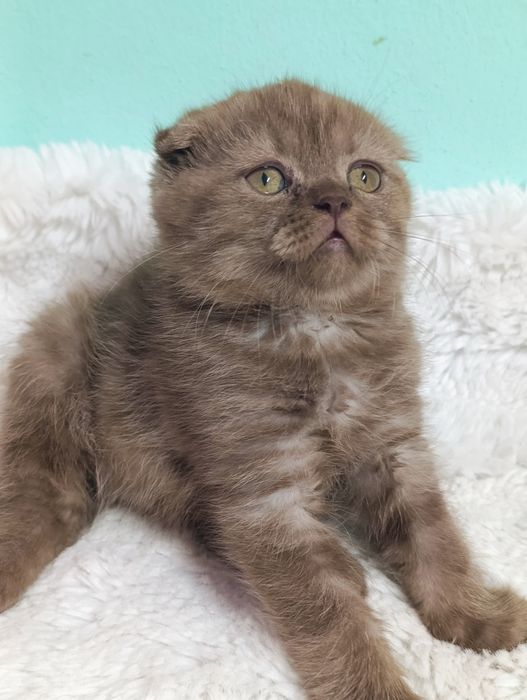 Menino scottish fold chocolate