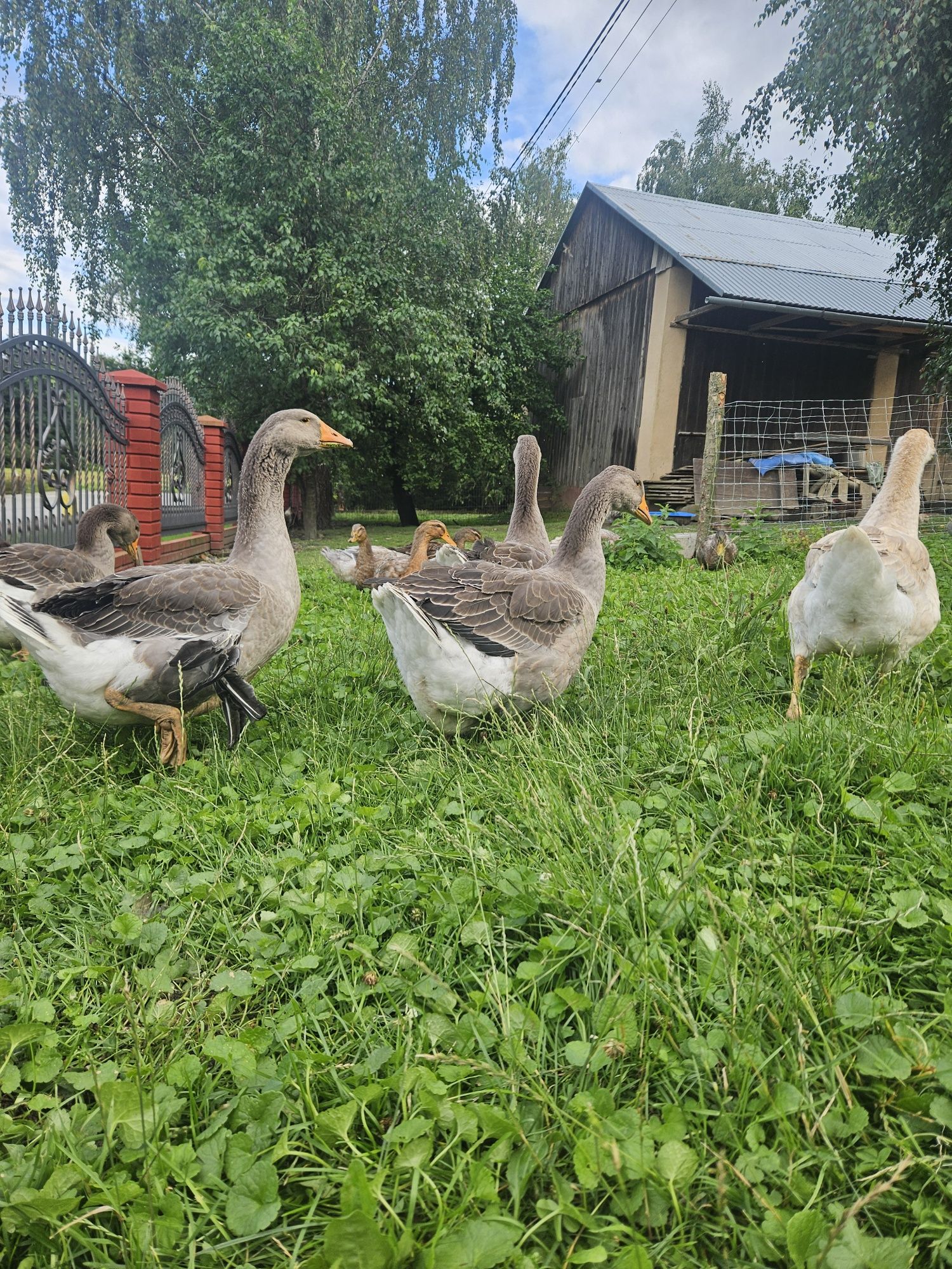 Gęsi tuluskie młode