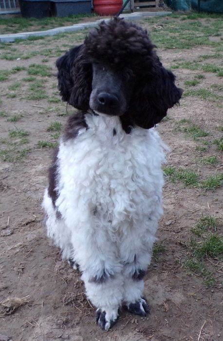 Pudel F1b, piesek, mini, tata pudel biało/ czarny, FCI, badania