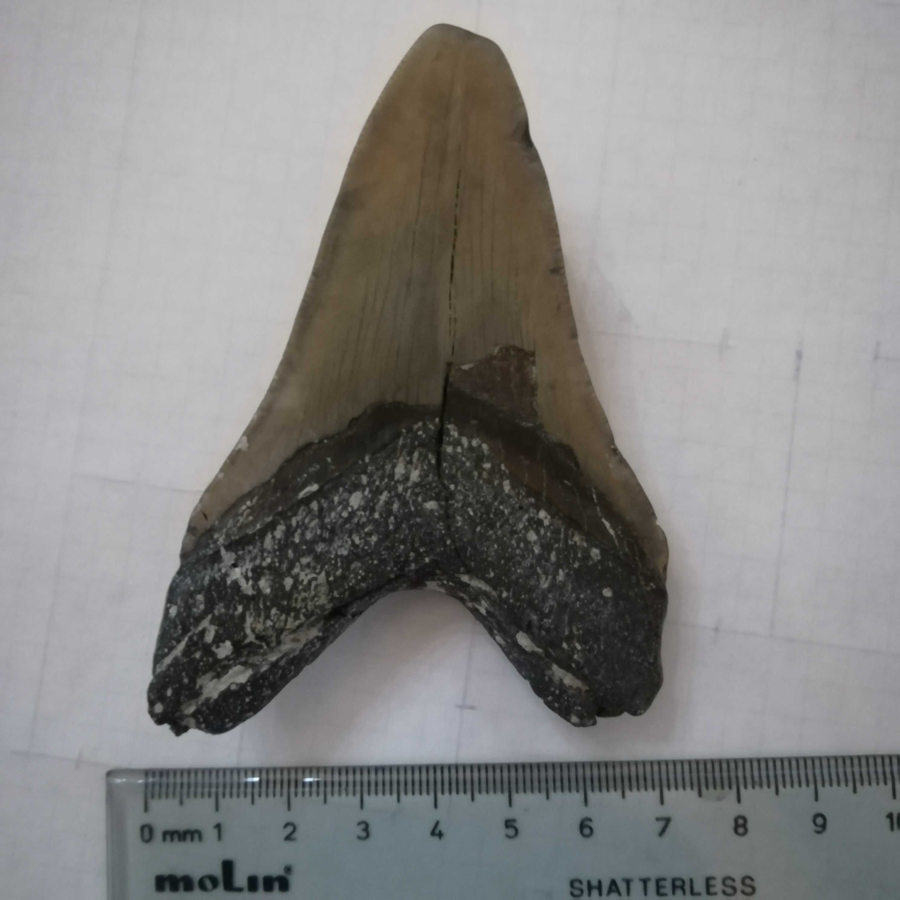 Fóssil dente megalodon