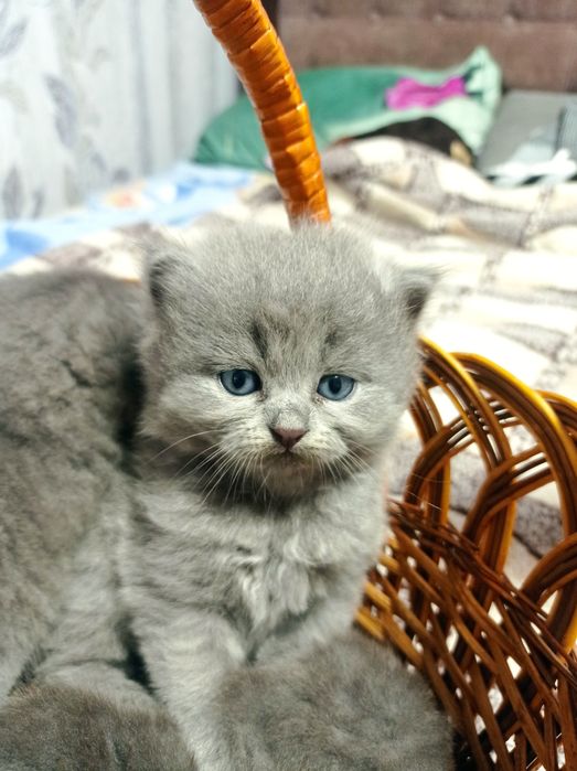 Шотландські кошенята