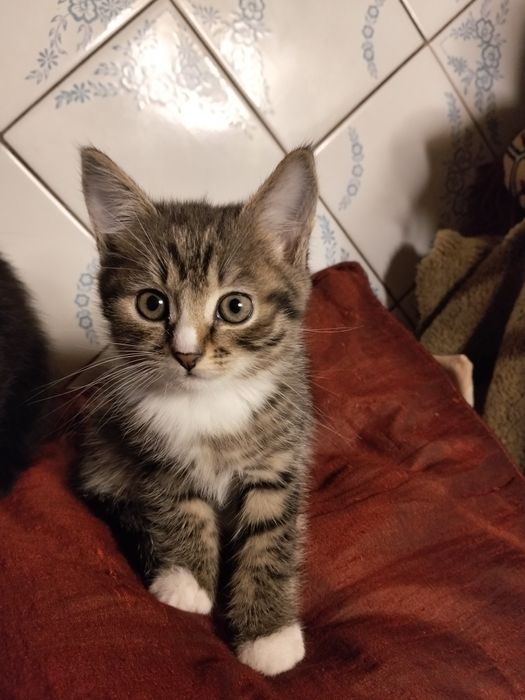 Віддам безкоштовно кошенят