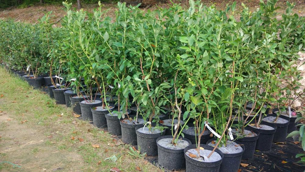 Borówka amerykańska sadzonki !!!