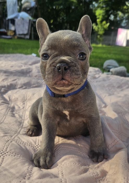 Buldog francuski