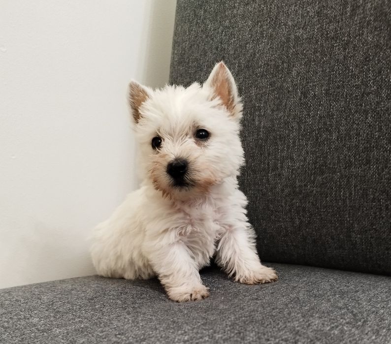 Suczka West Highland White Terrier
