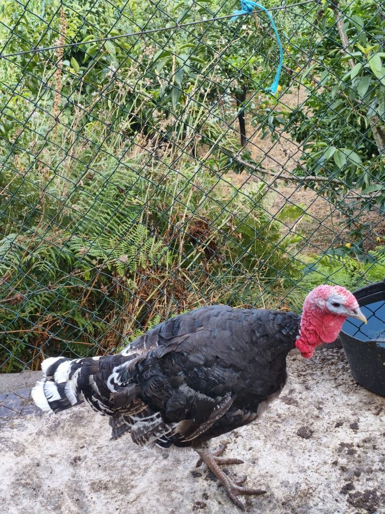 Vendo casal de perus