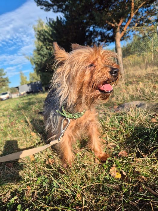Mika maleńka yorczka do adopcji umowa