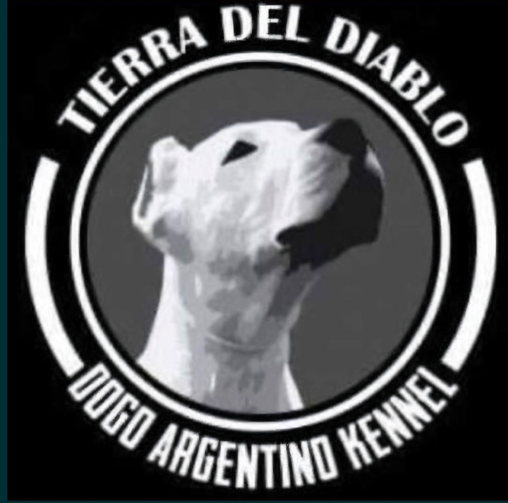 Dog Argentynśki FCI Dogo Argentino