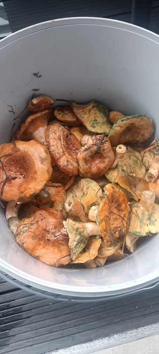Wczorajszy rydz .4 kg