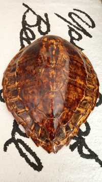 Панцирь морской черепахи.
