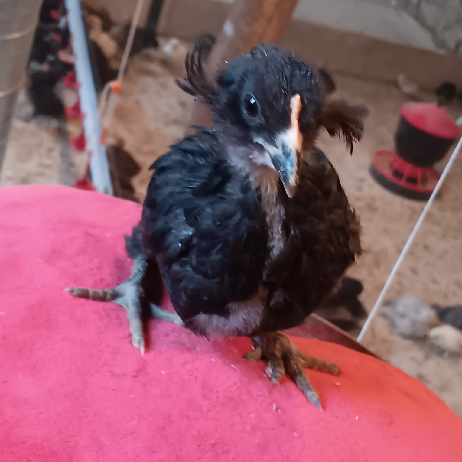 Kura kury aracuany naturalne ekologiczne pisklaki araucany
