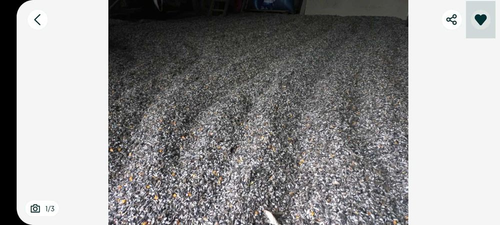 Słonecznik na poplon do ptaków