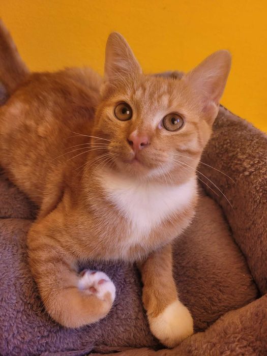 SIMBA - 6 miesięczny proludzki rudy kocurek szuka domku!