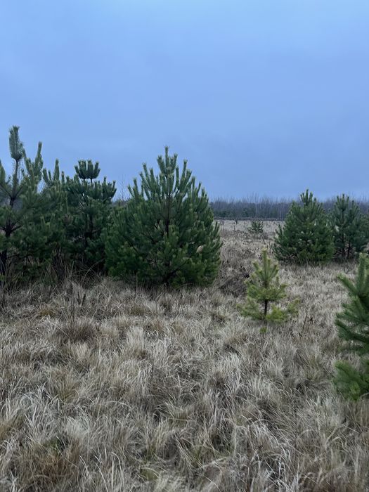 Новорічні Ялинки,Сосна