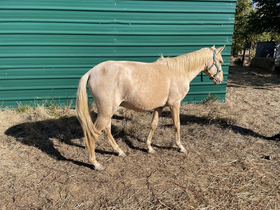 Vendo cavalo-4 anos