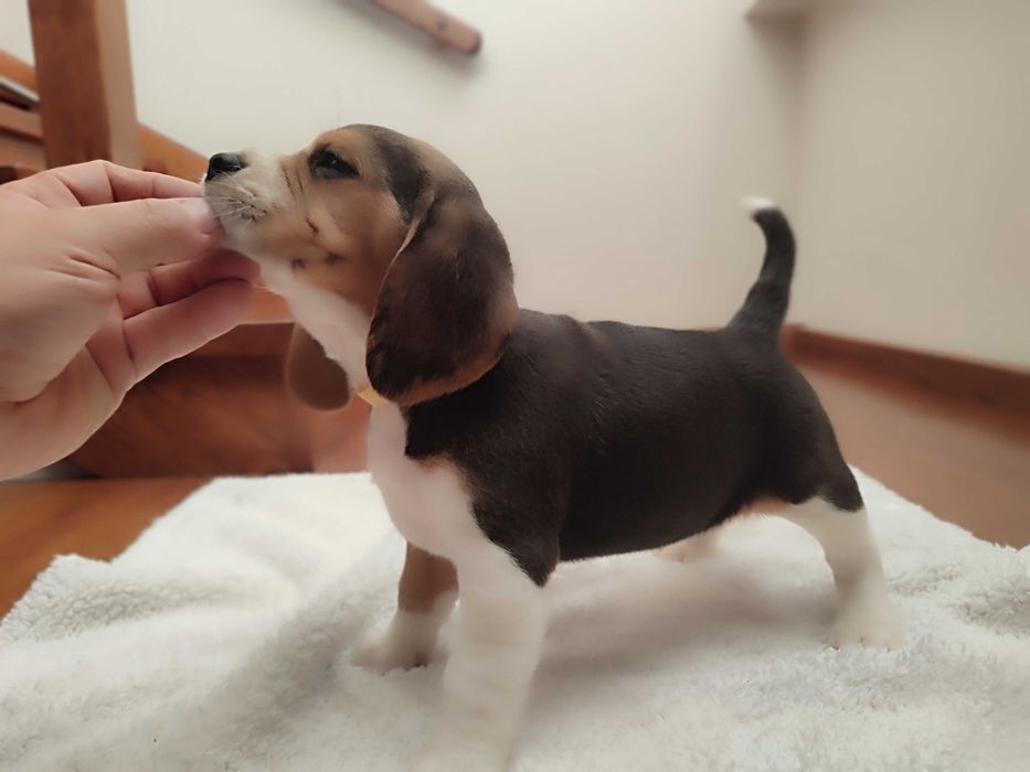 Beagle sunia suczka szczeniak