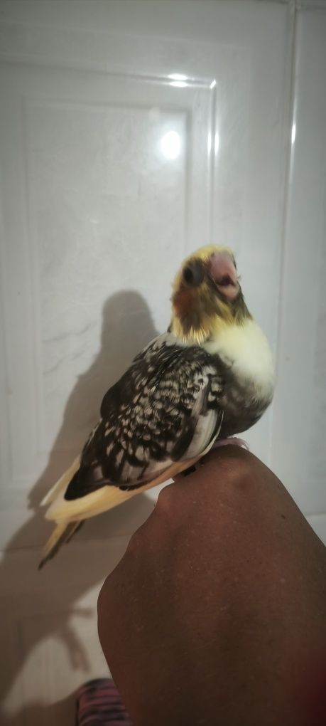 Caturras bebés acabar de criar á mão