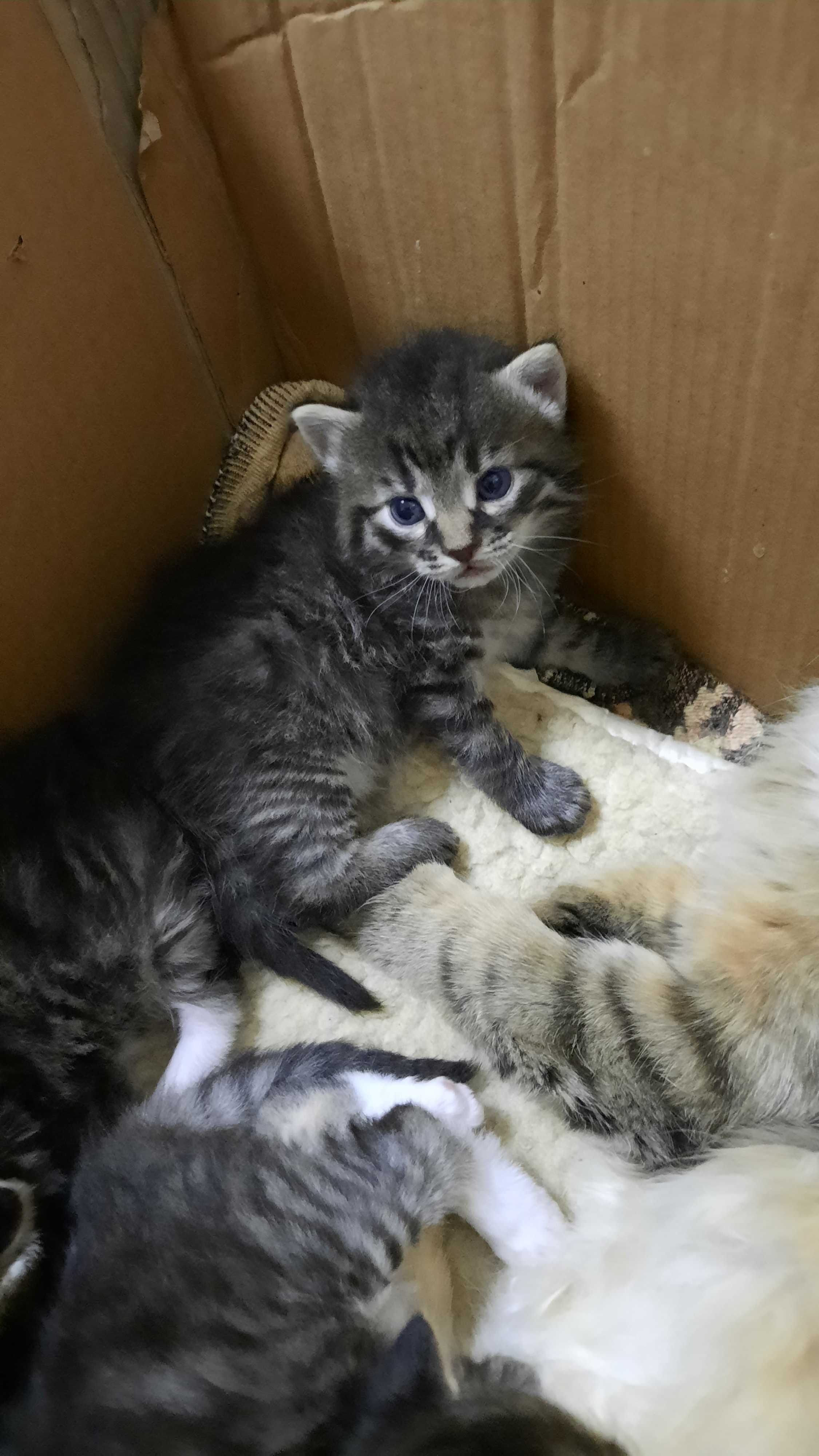 Кошенятка, тигрові.