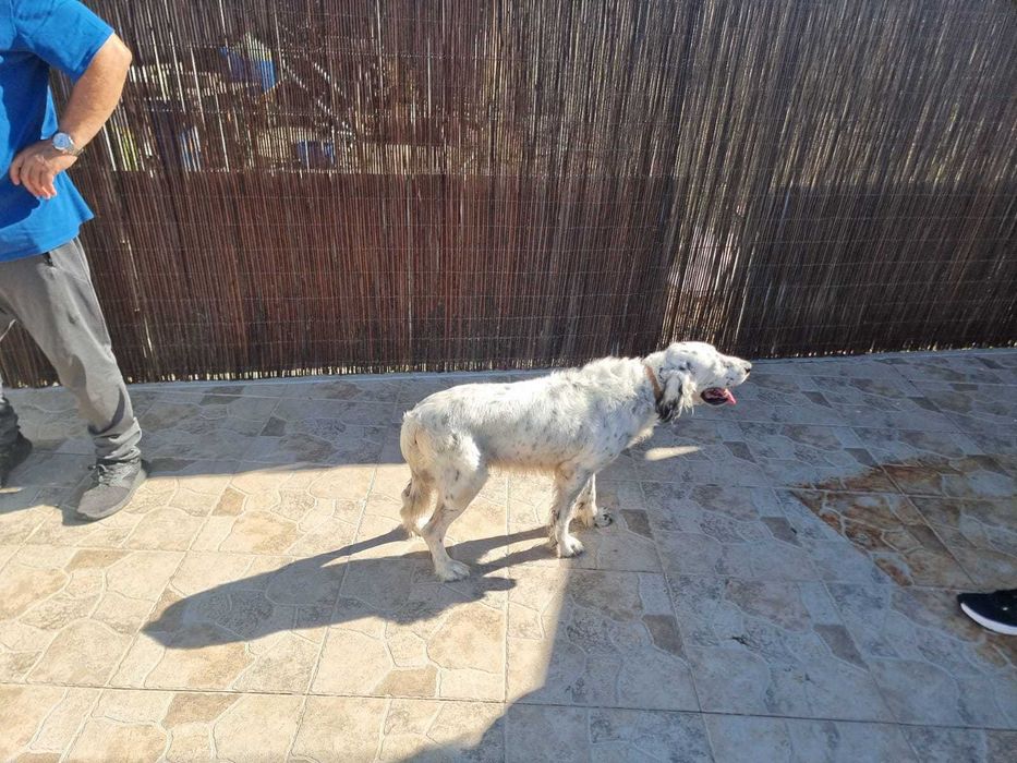 Setter Inglês — Macho — 2016 — Muito social, excelente companheiro