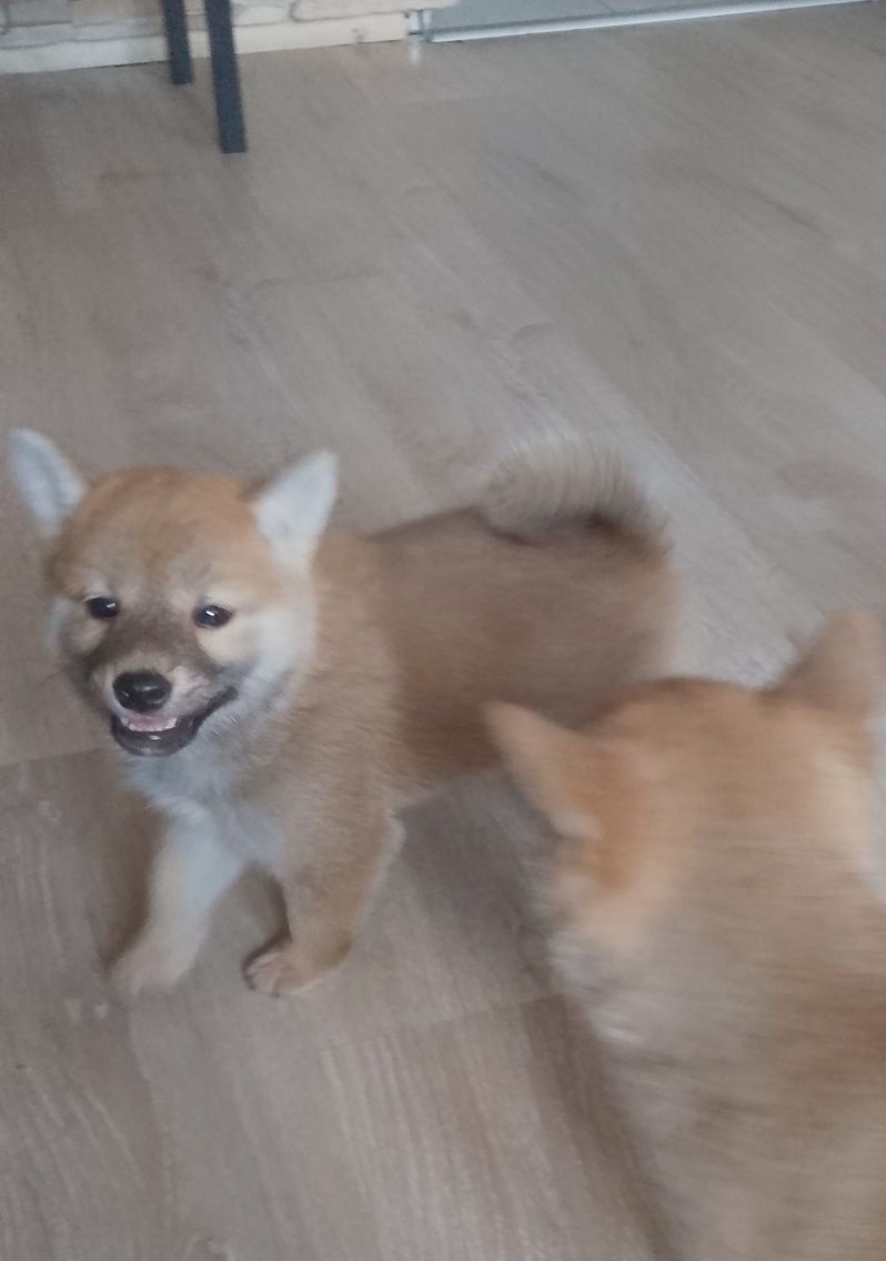 Shiba Inu suczka gotowa do odbioru