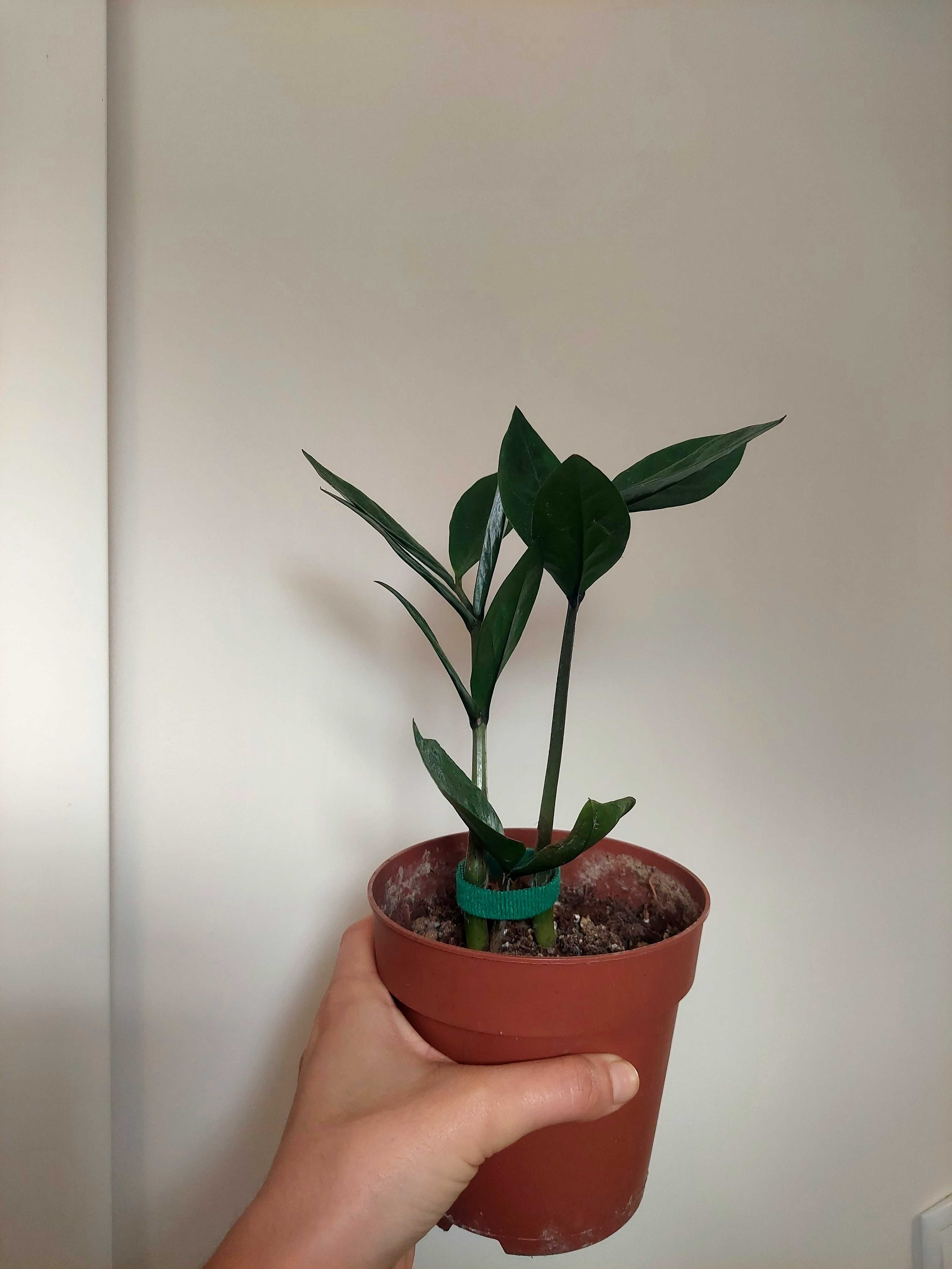 Planta Zamioculca zamifolia