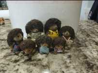 Sylvanian families - família ouriço