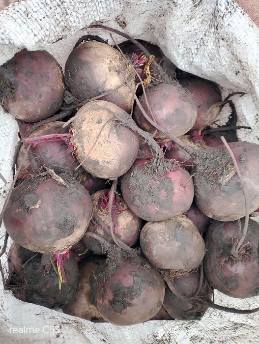 Буряк .с. Чаплинка