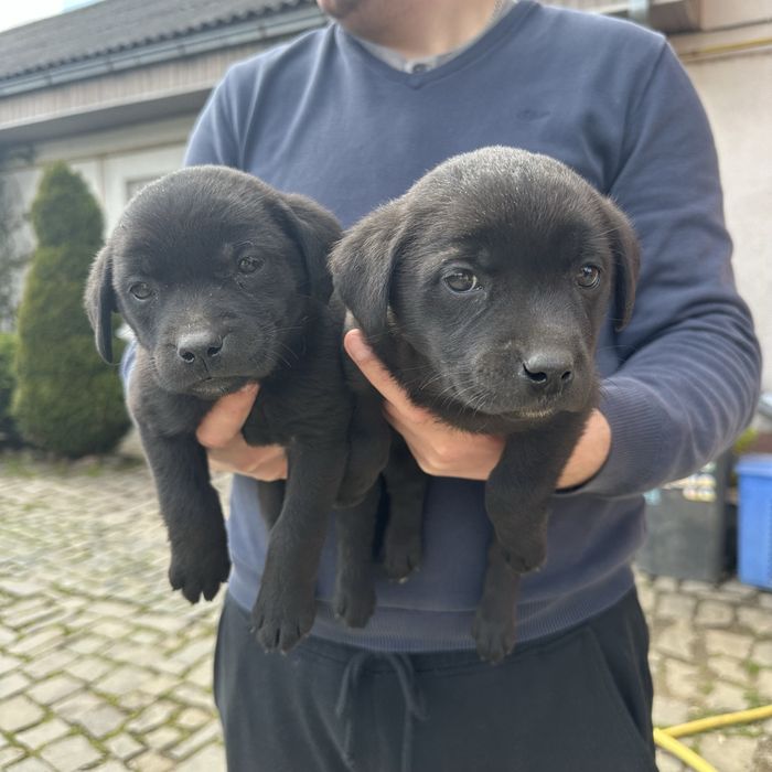 Собачки лабрадора