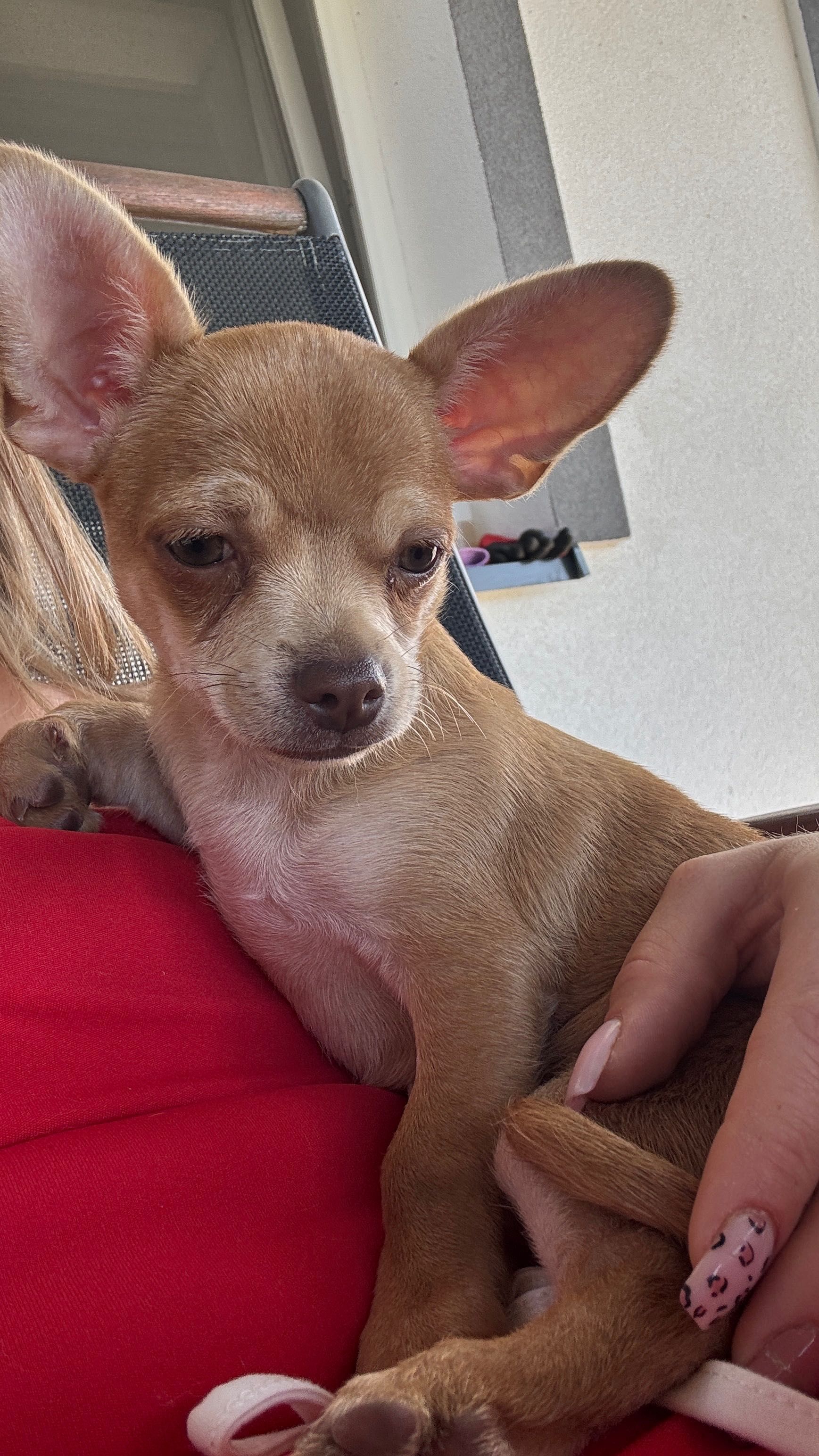 Piesek chihuahua red nos