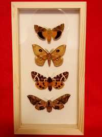 Motyle w ramce 12 x 22 cm . Ćmy polskie .