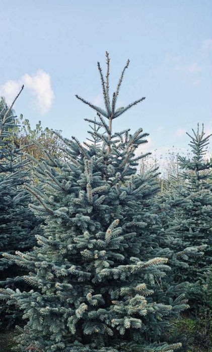 świerk srebrny 1.80-2.50 jodła kaukaska choinki