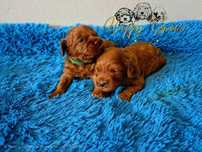 Cockapoo F1B ciemny red