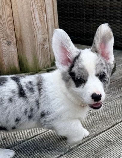 Welsh Corgi Cardugan