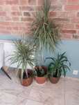 Dracena fikus Benjamina juka kwiaty doniczkowe całość